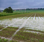 Denitrifikation ist für teils hohe Stickstoffverluste und Umweltbelastungen verantwortlich.