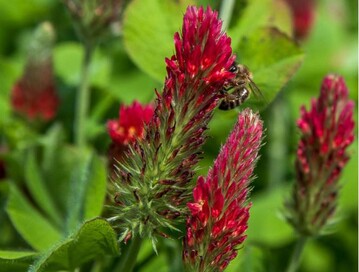 Leguminosen wie der Inkarnatklee eignen sich gut für den Feldfutterbau.