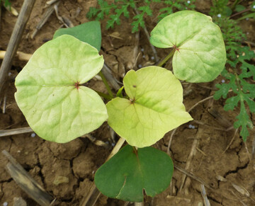 Rückstände mancher Herbizide können unter Umständen das Wachstum nachfolgender Kulturen beeinträchtigen.