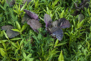 Artenmischungen für den Zwischenfruchtanbau müssen mit Sorgfalt ausgesucht werden.