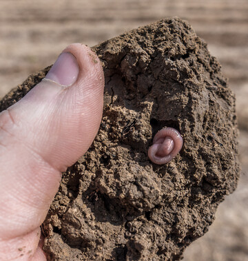 Regenwrmer versuchen die aktuell heien und trockenen Bedingungen durch einen Sommerschlaf zu berstehen.