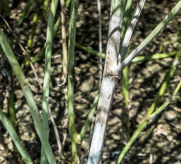 Sklerotinia wird immer mehr zu einem ernsthaften Problem fr den Rapsanbau.