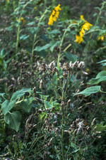 Unkräuter in Blühflächen sollten gezielt behandelt werden.
