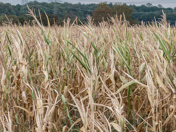 Hitze und Trockenheit haben dem Mais vielerorts stark zugesetzt.