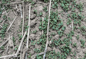 Anhaltend trockene Witterung verzögert das Auflaufen des Ausfallrapses.