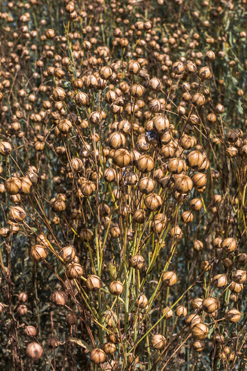 Der Drusch von Öllein birgt einige Herausforderungen.