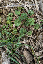Schlitzblättriger Storchschnabel ist in Raps nur schwer zu regulieren.