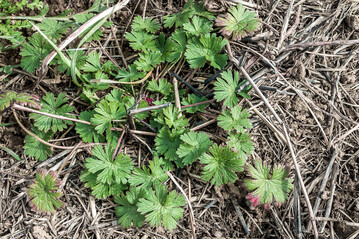 Achten Sie auf das Vorkommen des Schlitzblättrigen Storchschnabels auf Ihren Flächen.
