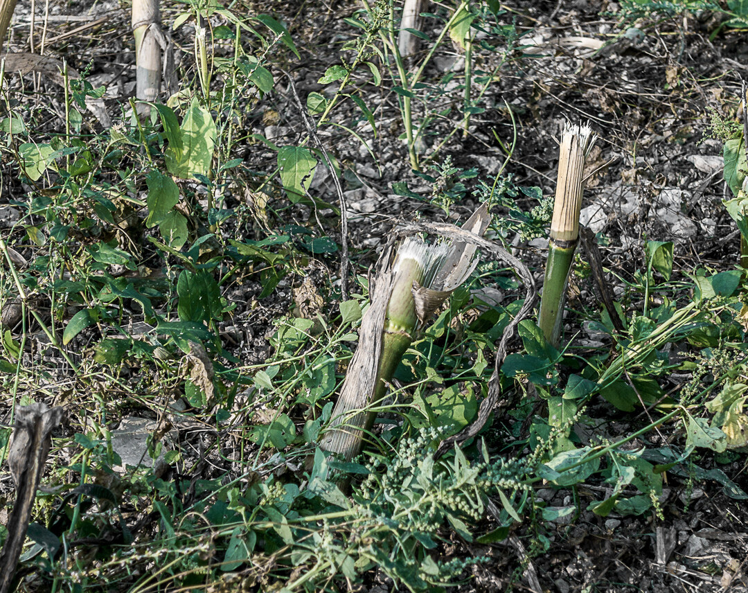 Verschaffen Sie sich nach der Maisernte einen berblick ber die vorhandenen Unkruter und -grser.