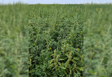 Zur Unkrautregulierung im Ackerfutterbau sollte bei Bedarf ein Schröpfschnitt durchgeführt werden.