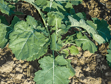 Bei weit entwickelten Rapsbestnden sollte ber eine Einkrzungsmanahme nachgedacht werden.