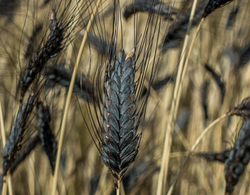 Der Anbau von Emmer gelingt gut auf trockenen und warmen Standorten.