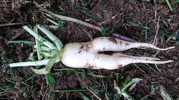 Viele Zwischenfrüchte können mit ihren Wurzeln verdichtete Bodenschichten durchdringen.