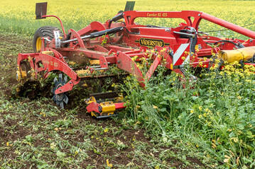  Regulieren Sie Zwischenfrchte mit Bedacht, um positive Effekte nicht zu verlieren.
