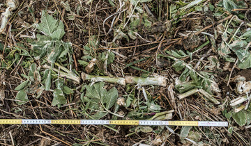 Die Intensität der Zerkleinerung beeinflusst maßgeblich das Schicksal des im Pflanzengewebe gebundenen Stickstoffs.