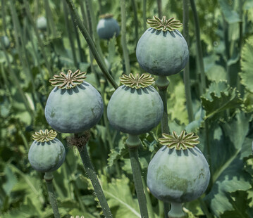 Mohn wird bereits seit der Bronzezeit in Mitteleuropa angebaut.
