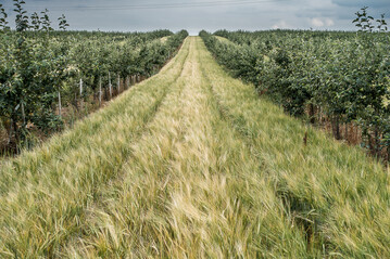Moderne Agroforstsysteme knnen die Wertschpfung eines Standortes Mittel- und Langfristig steigern. 