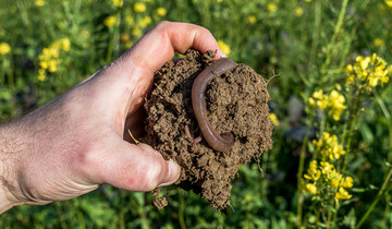 Der Große Tauwurm trägt entscheidend zur Fruchtbarkeit von Ackerböden bei.