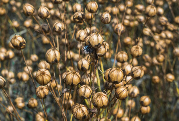 Der Anbau von Öllein kann, bei entsprechendem Absatz, eine interessante Nische sein.