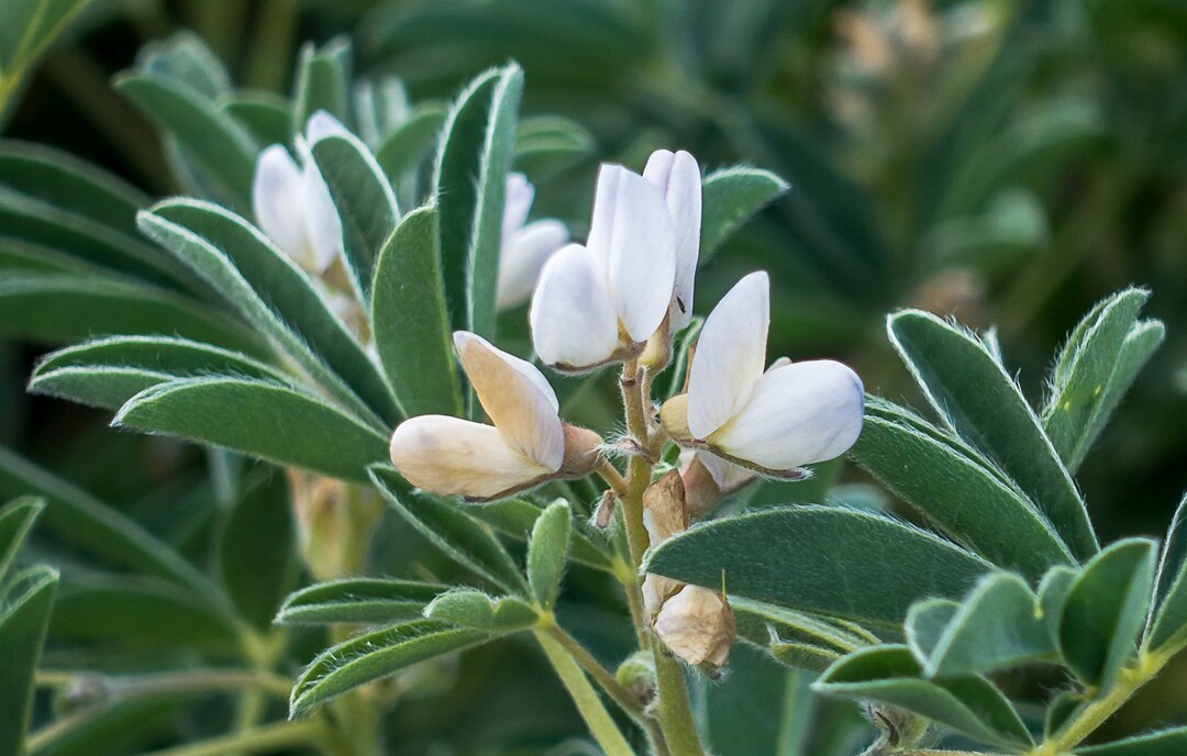 Die Weie Lupine kann auf vielen Standorten eine gute Ergnzung fr getreidelastige Fruchtfolgen sein.