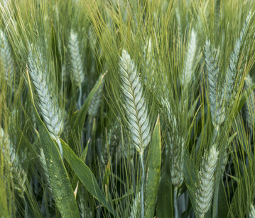 Die optimale Etablierung von Sommerdurum erfordert Fingerspitzengefühl.