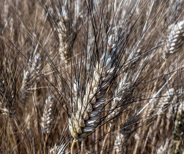 Bei der N-Düngung von Hartweizen ist Fingerspitzengefühl gefragt.