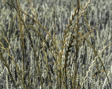 Weidelgras-Arten gehören zu den gefährlichsten Ungräsern weltweit.
