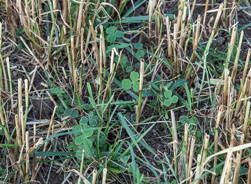 Um den späteren Erfolg zu sichern, muss die Untersaat im Frühjahr richtig geführt werden.