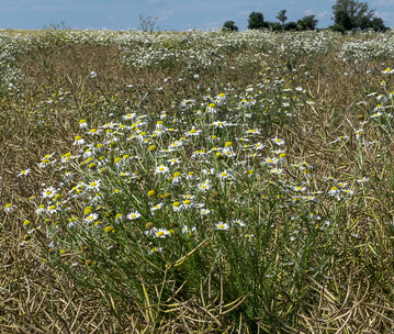 Noch vorhandene Unkräuter wie z.B. Kamillen, sollten spätestens im frühen Frühjahr aus den Rapsbeständen genommen werden.
