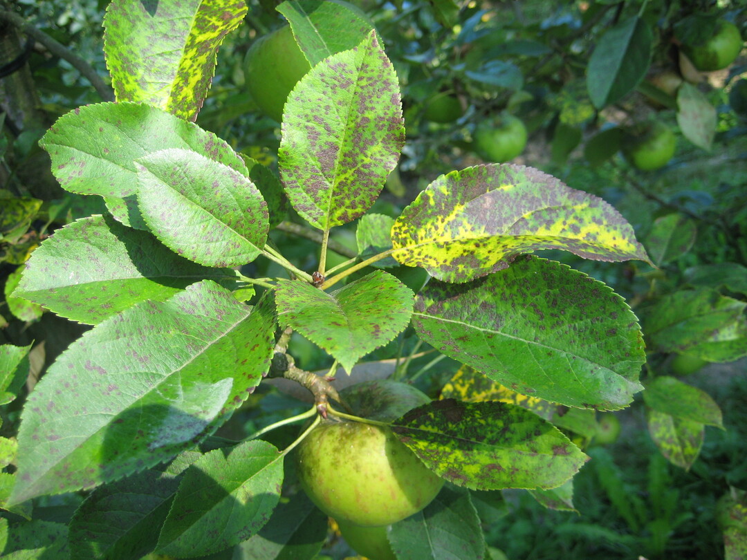 Blattrosette mit Befall durch Marssonina c. in verschiedenen Stadien