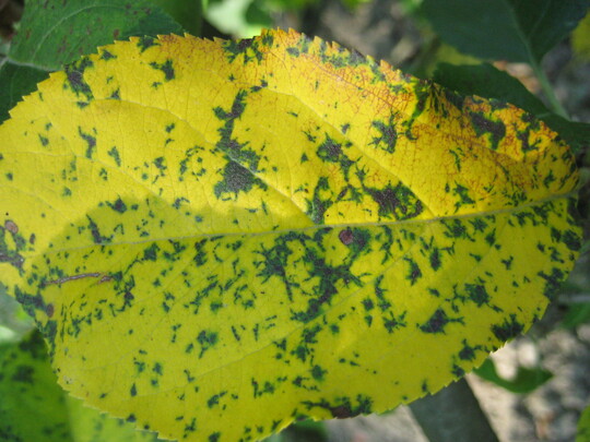 Fr Marssonina c. typisches versteltes Muster