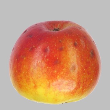 Stippesymptome, häufig beginnend im Bereich der Kelchgrube.