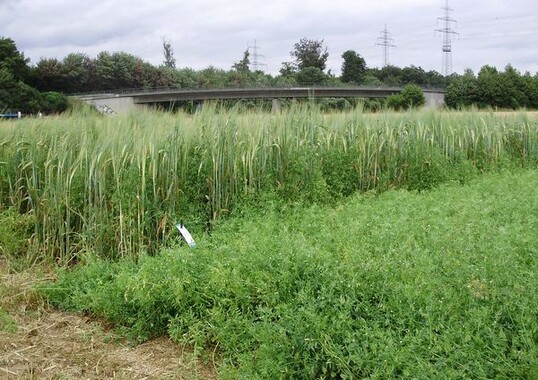 Reinsaat- (rechts) und Gemengevariante (links) des Stützfruchtversuches 2009 auf dem Lehr- und Versuchsbetrieb Tachenhausen. Deutlich zu erkennen ist die Stützwirkung der Braugerste.