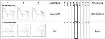 Auszug aus dem linearen Beschreibungsbogen fr die Merkmale Beckenneigung und Euterbodentiefe