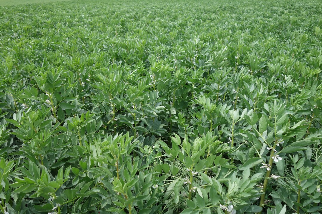 Leguminosen wie die Ackerbohne
spielen in der Biolandwirtschaft
eine groe Rolle.