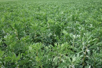 Leguminosen wie die Ackerbohne
spielen in der Biolandwirtschaft
eine groe Rolle.