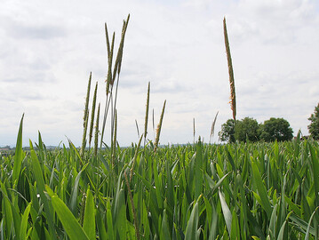 Jetzt sollte man sich um Ungräser im Getreide kümmern, damit es später nicht zu einer weiteren Vermehrung kommen kann, wie es auf dem Bestand im Bild der Fall ist.