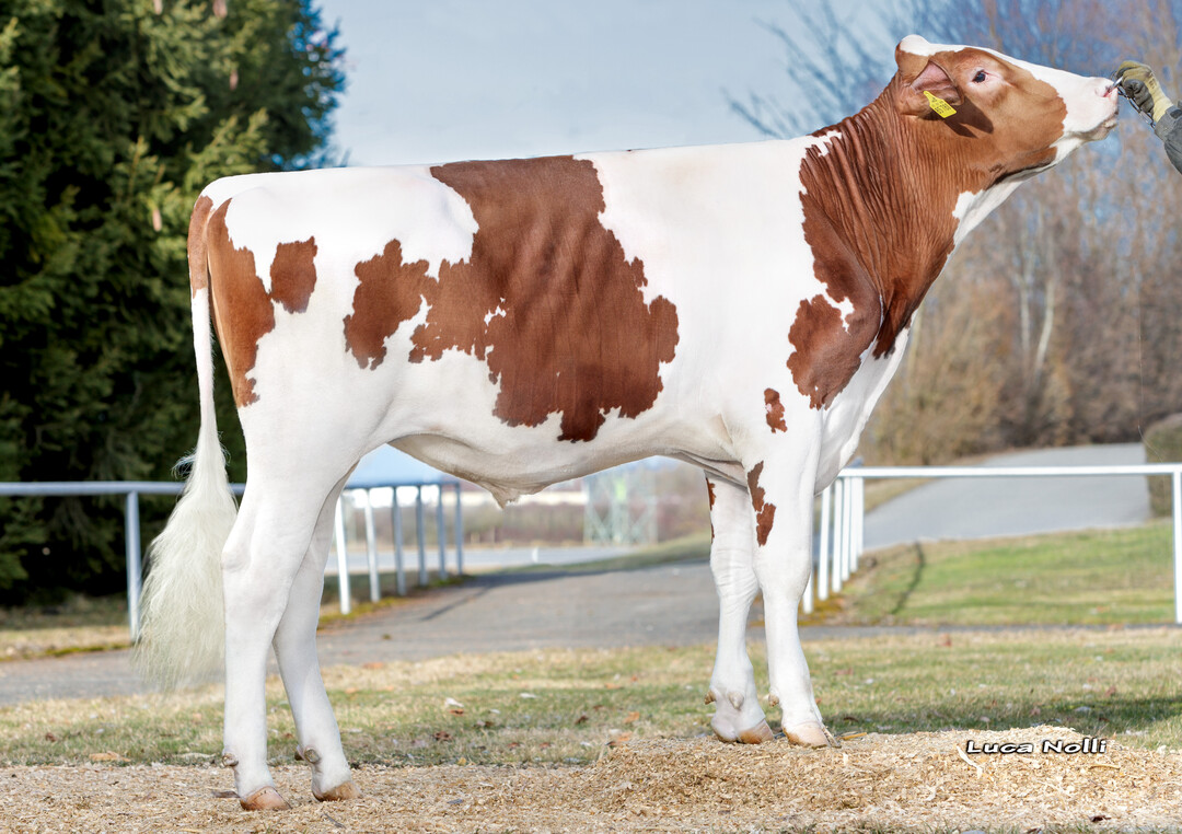 Der rotbunte Holsteinbulle Acryl PP macht 100 Prozent hornlose Klber.  