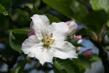 Apfelb�ume bl�hen immer fr�her im Jahr - ein Zeichen f�r den Klimawandel.