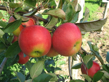 Elstar ist eine der beliebtesten Apfelsorten beim Verbraucher und hat gro�e Fl�chenanteil beim Anbau im Alten Land.