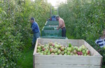In den kommenden Wochen beginnt die Apfelernte: Europaweit wird mit einer insgesamt schwachen Kernobsternte gerechnet, was den angespannten Apfelmarkt entlasten dürfte.