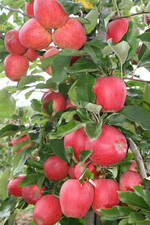 Ganz so dicht wie in den Vorjahren ist der Behang an den Apfelbäumen in diesem Jahr nicht.