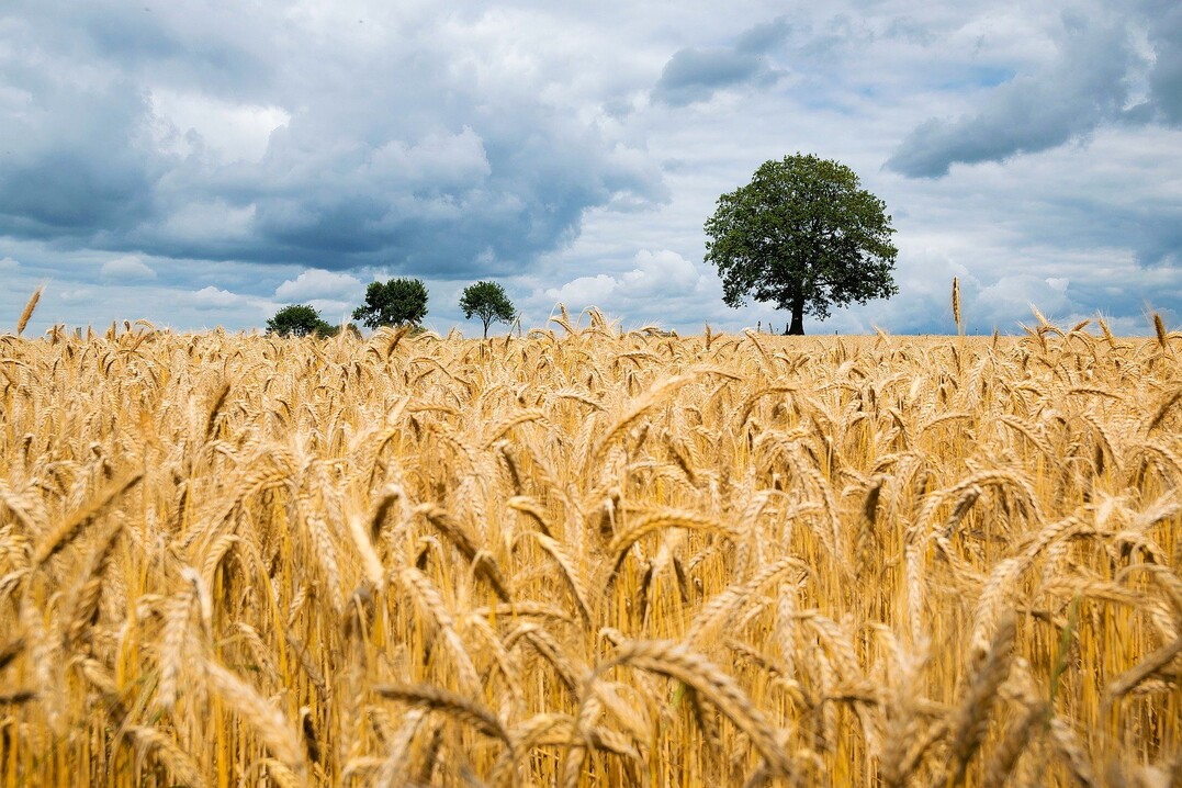 Wegen der frühen und langen Trockenheit im Frühjahr kommt es mitunter zu Zwiewuchs in Getreidebeständen.