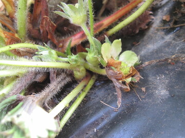 Starker Botrytisbefall bereits Mitte Mrz. Die sogenannte Stockfule gefhrdet den Ertrag und wird forciert durch mangelhaftes Lften im Tunnel.