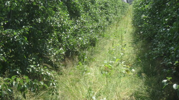 Hoher Unterwuchs mit Blhpflanzen bietet Ntzungen wichtigen Lebensraum. Ob das auch einen Effekt gegen den Birnblattsauger hat, muss sich noch zeigen. 