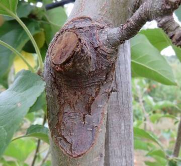 Obstbaumkrebs zhlt zu den bedeutendsten Rindenkrankheiten. Konzentrische Ringe um den ursprnglichen Infektionsherd sind ein markantes Zeichen. 