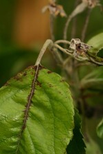 Verbräunte Blattbasis und Mittelader: Die Feuerbrandinfektion geht weiter