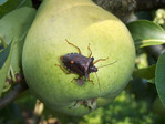 Rotbeinige Baumwanze: Die Larven des Schädlings saugen ab Blühende an den jungen Früchten. Zur Ernte sind Deformationen die Folge.