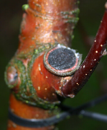 Beim Baumschnitt sind zu starke Seitenste zu entfernen. Sie werden auf Zapfen geschnitten. 