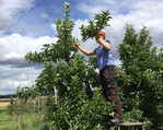 Zu starkes Wachstum in den Obstanlagen lässt sich jetzt mit einem Augustschnitt begrenzen.